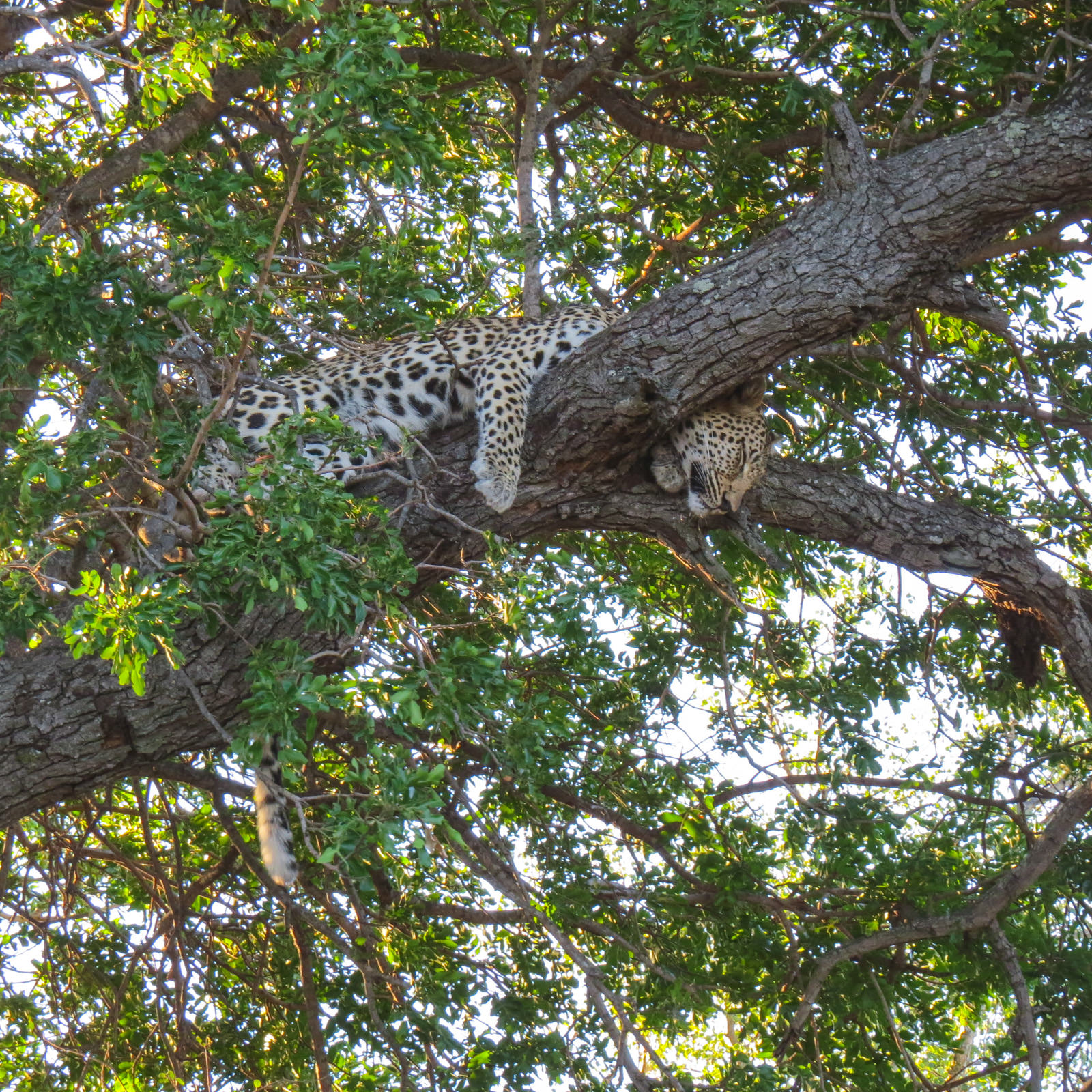 Leopard big five Kapama safari